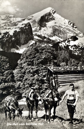 Die Muli vom Reintaler Hof. Helmut mit Mucki, Liesl und Jakob um 1954.