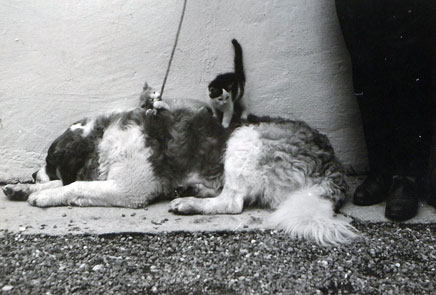 Der Haus- und Hofhund des Reintalerhofs: Barry