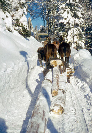 Holztransport mit Mulis am Reintalerhof